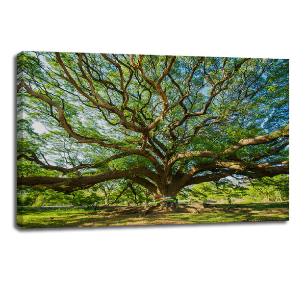 Angel Oak Tree Canvas Print – Majestic Tree Wall Art for Home Décor