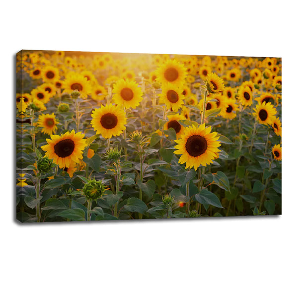 Sunflower Canvas Wall Art – Aesthetic Flower Print for Living Room & Bedroom